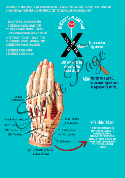 The Forearm Connector Kit