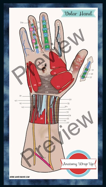 Anatomy Quest games and activities! Part of the everyday anatomy package, NOT FOR SEPARATE ORDER