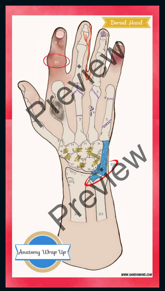 Anatomy Quest games and activities! Part of the everyday anatomy package, NOT FOR SEPARATE ORDER