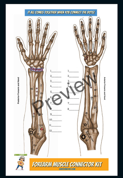 Anatomy Quest games and activities! Part of the everyday anatomy package, NOT FOR SEPARATE ORDER