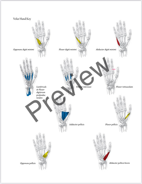 Everyday Anatomy 2nd Edition! 0.9 free CEUs! REGULAR NON-VENMO PRICING:SOLD OUT