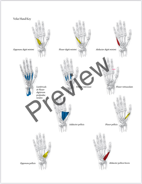 SOLD OUT BEST VALUE: Everyday Anatomy! 0.9 CEUs are included!  SOLD OUT