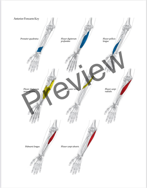 Everyday Anatomy 2nd Edition! 0.9 free CEUs! REGULAR NON-VENMO PRICING:SOLD OUT
