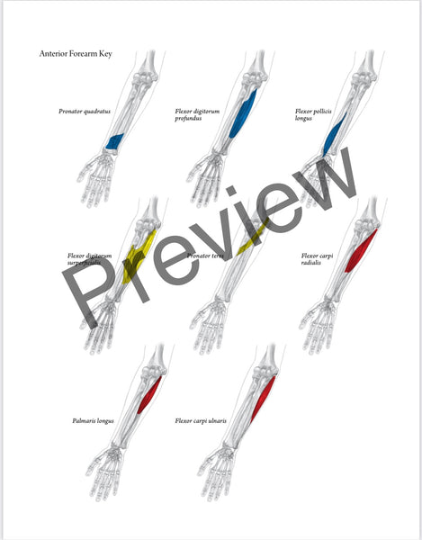 SOLD OUT BEST VALUE: Everyday Anatomy! 0.9 CEUs are included!  SOLD OUT