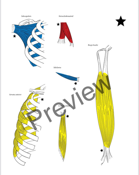 SOLD OUT BEST VALUE: Everyday Anatomy! 0.9 CEUs are included!  SOLD OUT