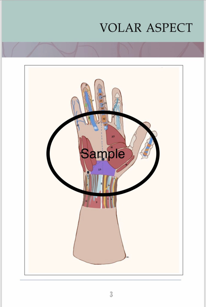Anatomical Hand Reference & Illustrated Booklet For Hand Therapists ...