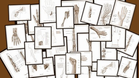 Therapy teaching and learning resource: Anatomy Club Teaching Templates
