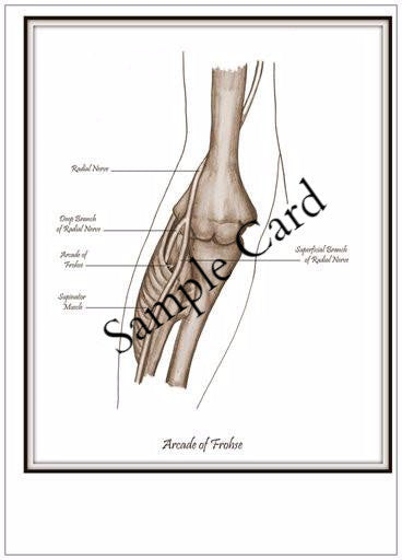 Therapy teaching and learning resource: Anatomy Club Teaching Templates