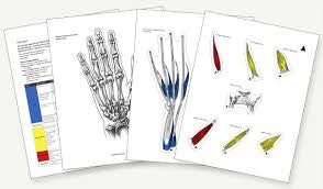Anatomy Clings/Hand therapy products