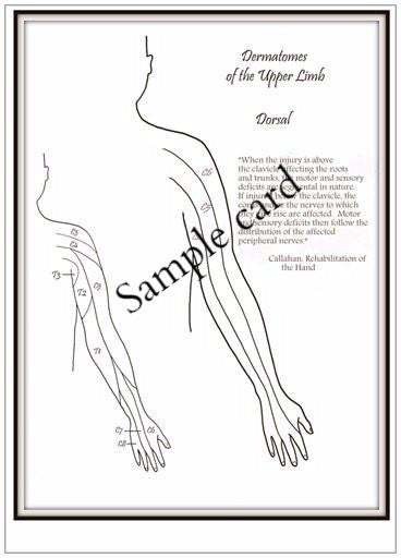 Therapy teaching and learning resource: Anatomy Club Teaching Templates