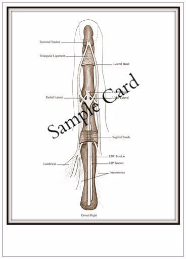 Therapy teaching and learning resource: Anatomy Club Teaching Templates