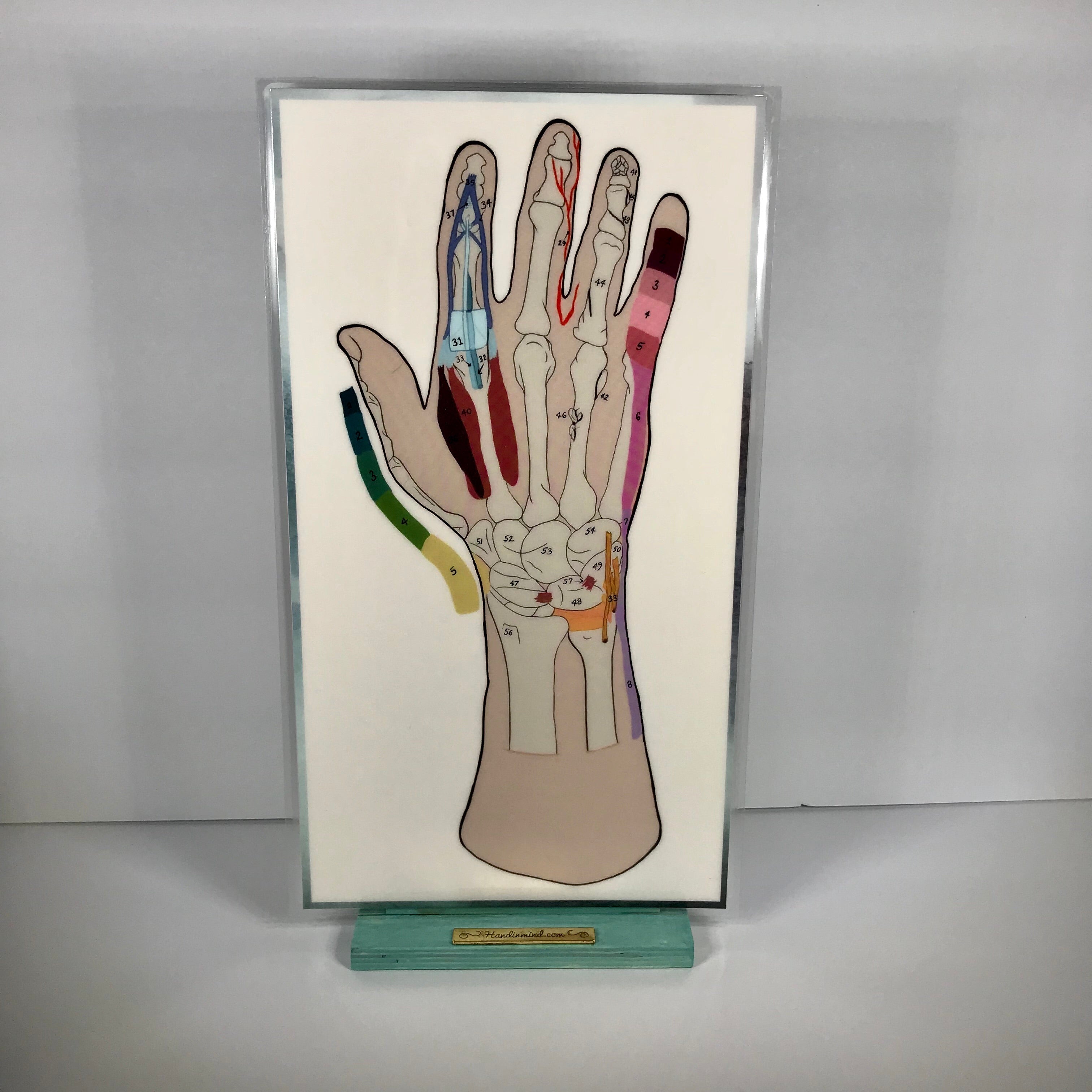 Hand Description Inner Anatomical Hand Reference & Illustrated Booklet For Hand Therapists ...