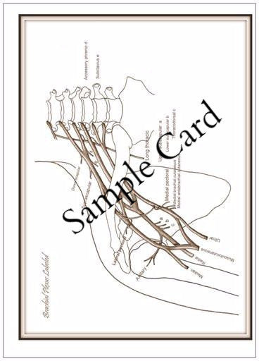 Therapy teaching and learning resource: Anatomy Club Teaching Templates