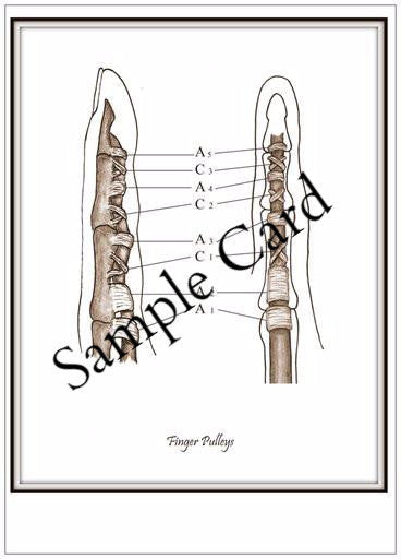 Therapy teaching and learning resource: Anatomy Club Teaching Templates